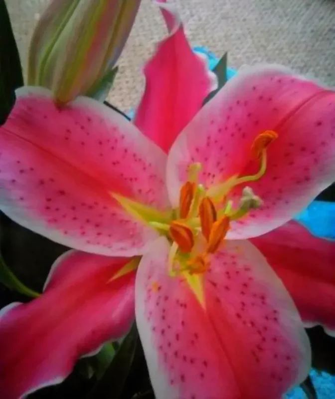 impacto emocional en la audiencia de Lilly Goodman