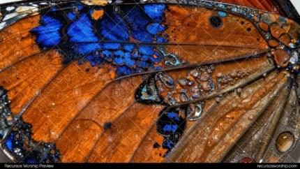 Macro fotografia extrema escamas ala mariposa naranja marron exterior azul metalico iridiscente manchas irregulares interiores venas detalles microscopicos horizontal organico iridiscente natural textura