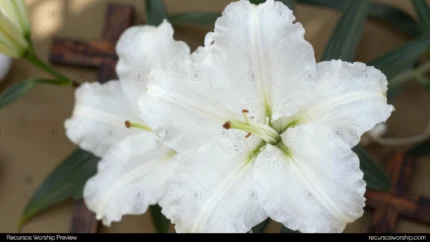 Lirio blanco grande gotas rocio petalo primer plano cenital macro cruz madera rustica borrosa fondo beige arena cuadrado contemplativo botanico pascual