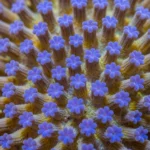 Macro coral marino polpos dorado ambar extendidos flores estrelladas azul morado fondo marron oscuro vertical plano detalle organico marino biodiversidad natural