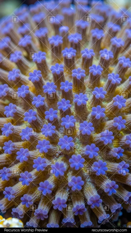 Macro coral marino polpos dorado ambar extendidos flores estrelladas azul morado fondo marron oscuro vertical plano detalle organico marino biodiversidad natural