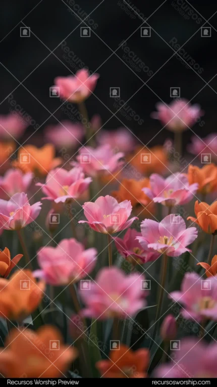 Campo tulipanes rosa naranja bokeh suave fondo oscuro negro vertical plano general floral profundidad campo primaveral natural overlay suave