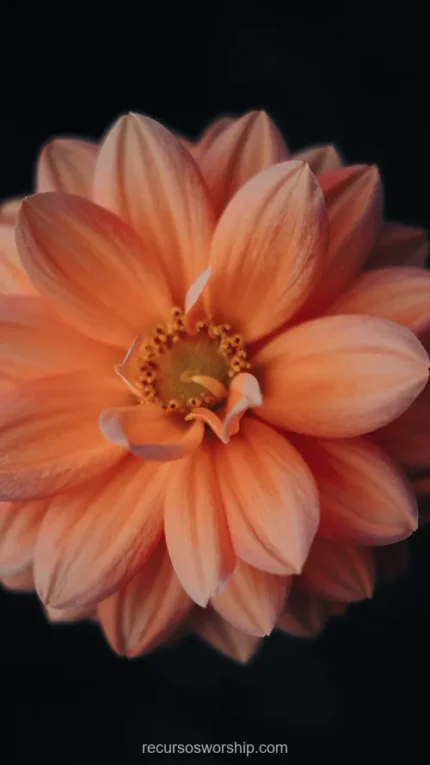 Macro flor dalia naranja melocoton petalos suaves centro amarillo fondo negro oscuro vertical plano detalle botanico intimo overlay