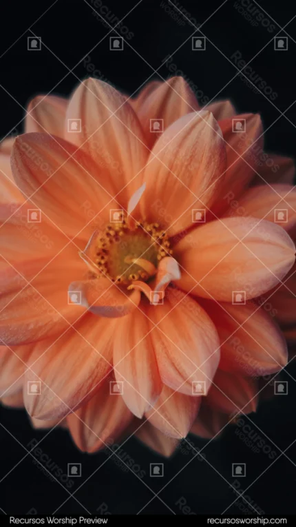 Macro flor dalia naranja melocoton petalos suaves centro amarillo fondo negro oscuro vertical plano detalle botanico intimo overlay