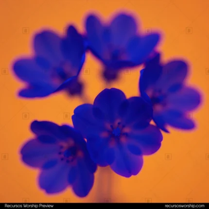 Flores azul violeta intenso plano detalle foco suave fondo naranja dorado calido difuminado cuadrado bodegon floral soft focus contraste complementario adoracion fe botanica
