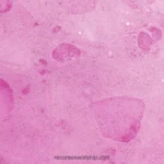Textura horizontal superficie esmerilada rosa magenta palido manchas redondeadas profundas trazos blancos organico cristal hielo acuarela difuminada plano detalle femenina contemplativa paz amor adoracion