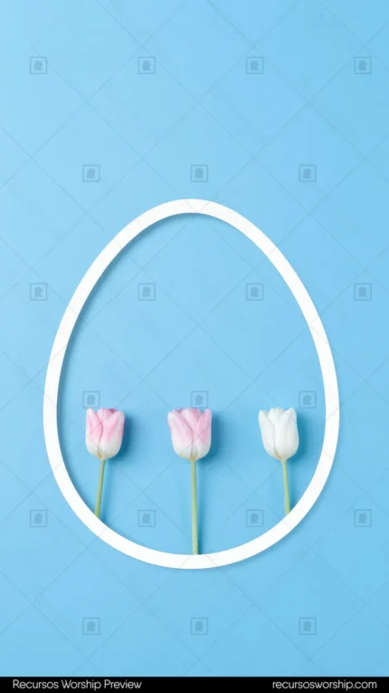 Marco forma huevo blanco tres tulipanes dos rosa palido uno blanco alineados contorno fondo azul celeste vibrante vertical movil minimalista fresco elegante pascua primaveral