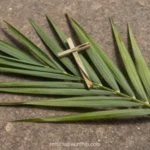 Rama palma verde grande horizontal superficie piedra gris rustica cruz artesanal tejida tiras palma encima cenital natural contemplativo domingo ramos artesania fe sencilla