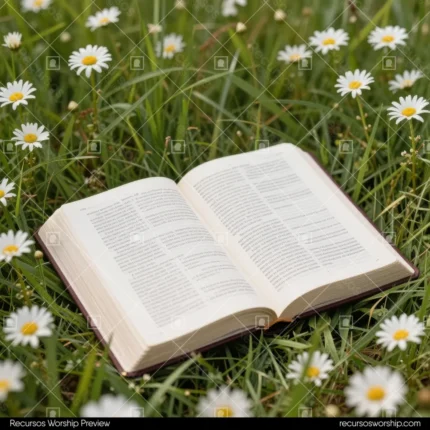 Biblia abierta en doble página sobre hierba verde densa con margaritas blancas y centros amarillos en plano bajo cuadrado con desenfoque perimetral