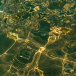Fotografia macro horizontal causticas doradas verdes brillantes superficie agua clara fondo arena piedra sumergida luz refractada patrones organicos natural acuatico calido
