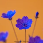 Fotografia macro horizontal flores azul violeta brillantes tallos fondo naranja ambar calido enfoque selectivo petales azules contraste complementario floral vibrante primavera