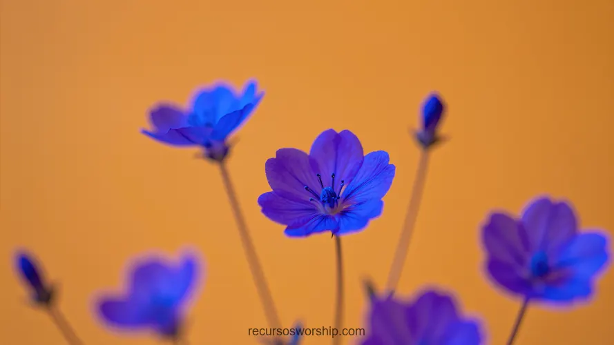 Flores Azul Violeta Brillantes Tallos Fondo Naranja Ambar Calido Enfoque Selectivo Horizontal Macro Floral Fotografia macro horizontal flores azul violeta brillantes tallos fondo naranja ambar calido enfoque selectivo petales azules contraste complementario floral vibrante primavera