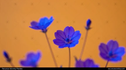 Fotografia macro horizontal flores azul violeta brillantes tallos fondo naranja ambar calido enfoque selectivo petales azules contraste complementario floral vibrante primavera